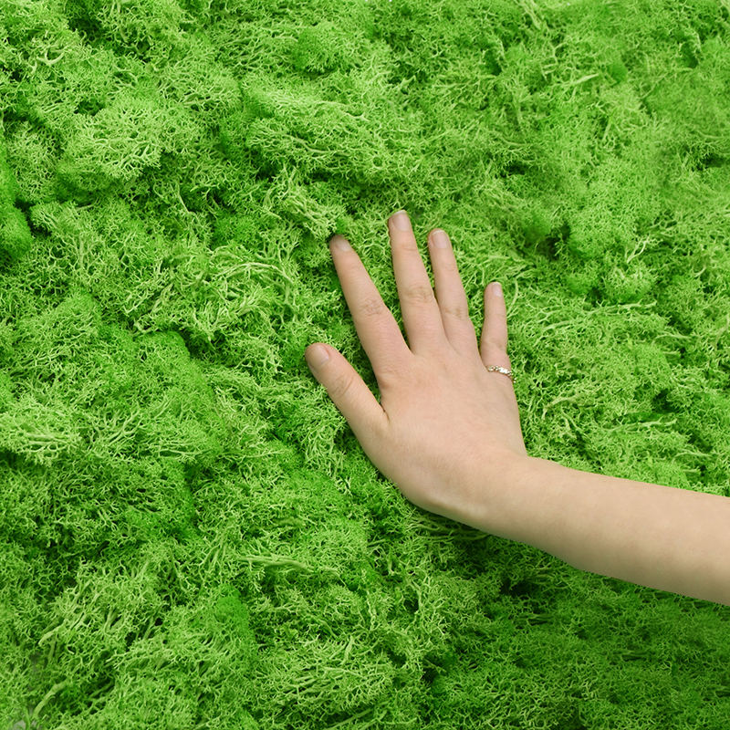 Sphagnum Moss Dry - 20G Natural Moss Artificial Plant Eternal