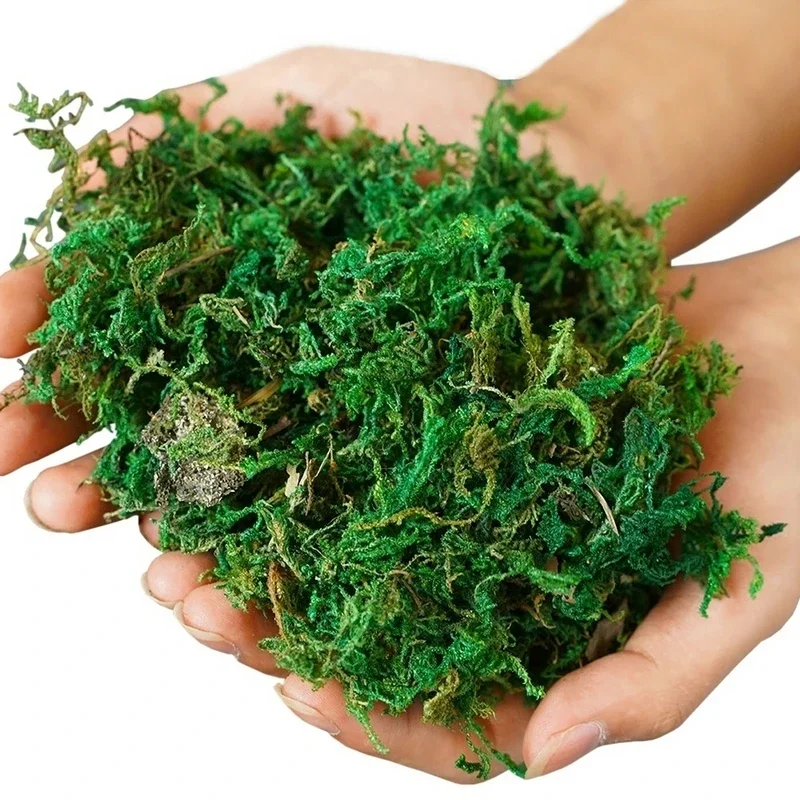 800G Dry Real Green Moss Decor - огляд і ціна Sphagnum Moss Dry