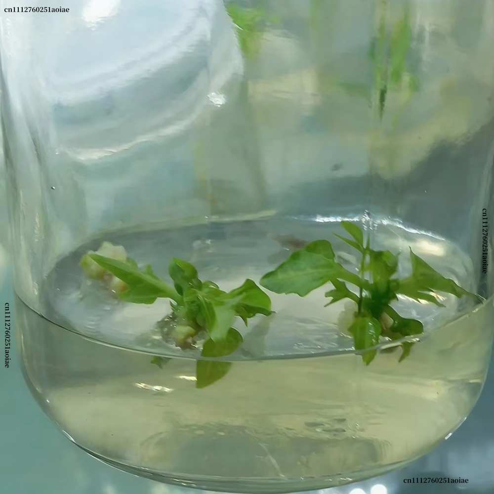 Plant Tissue Culture Agar Powd - огляд і ціна Agar Tissue Culture