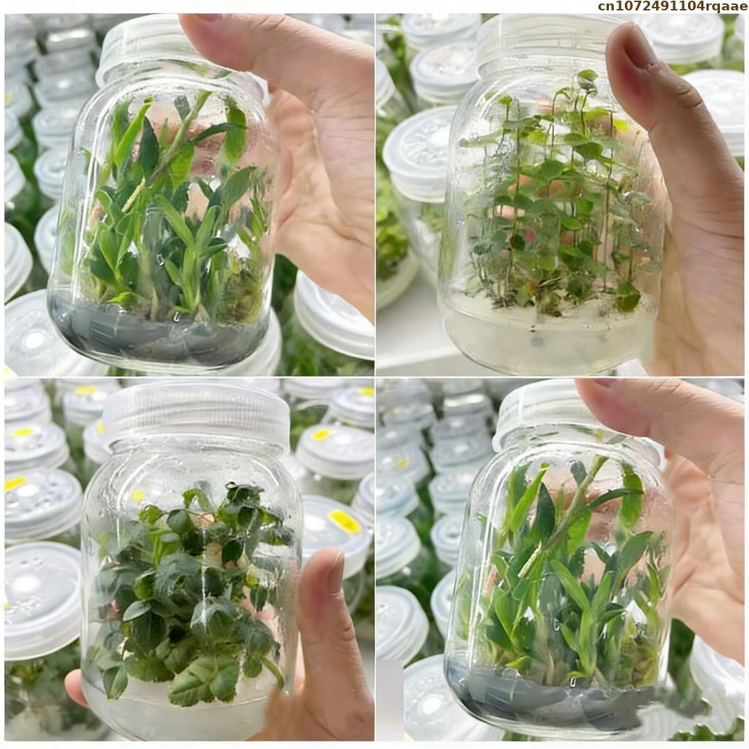 Premium Plant Tissue Culture A - огляд і ціна Agar Tissue Culture