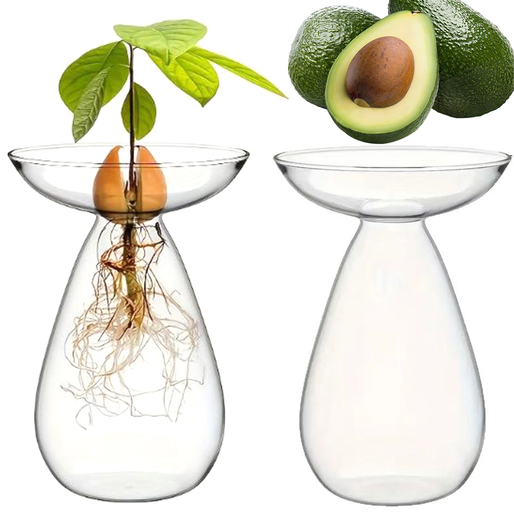 Avocado Seed Starter Hydroponi - огляд і ціна Propagation Station Vase