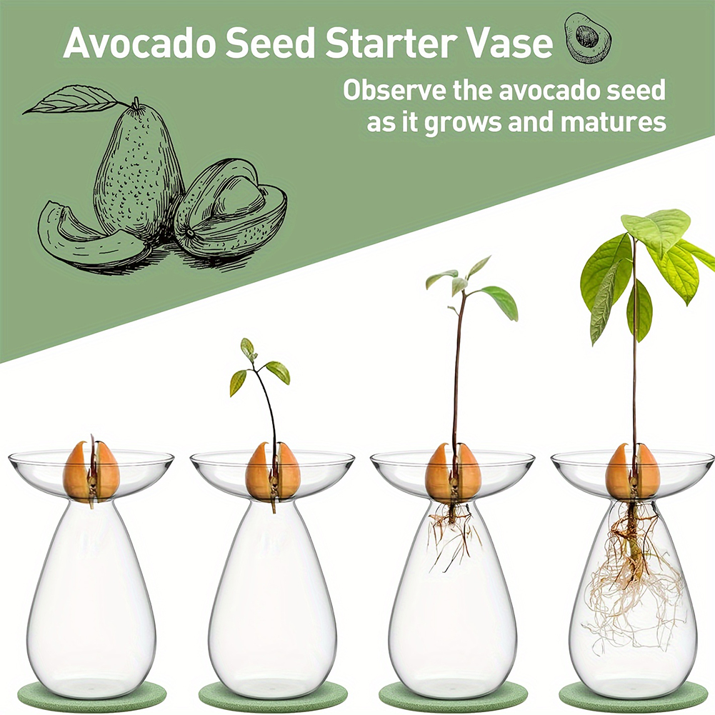 Avocado Seed Starter Hydroponi - огляд і ціна Propagation Station Vase