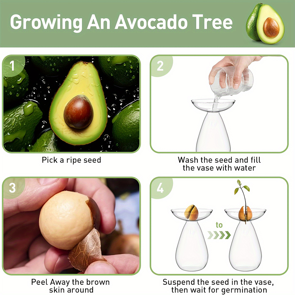 Avocado Seed Starter Hydroponi - огляд і ціна Propagation Station Vase