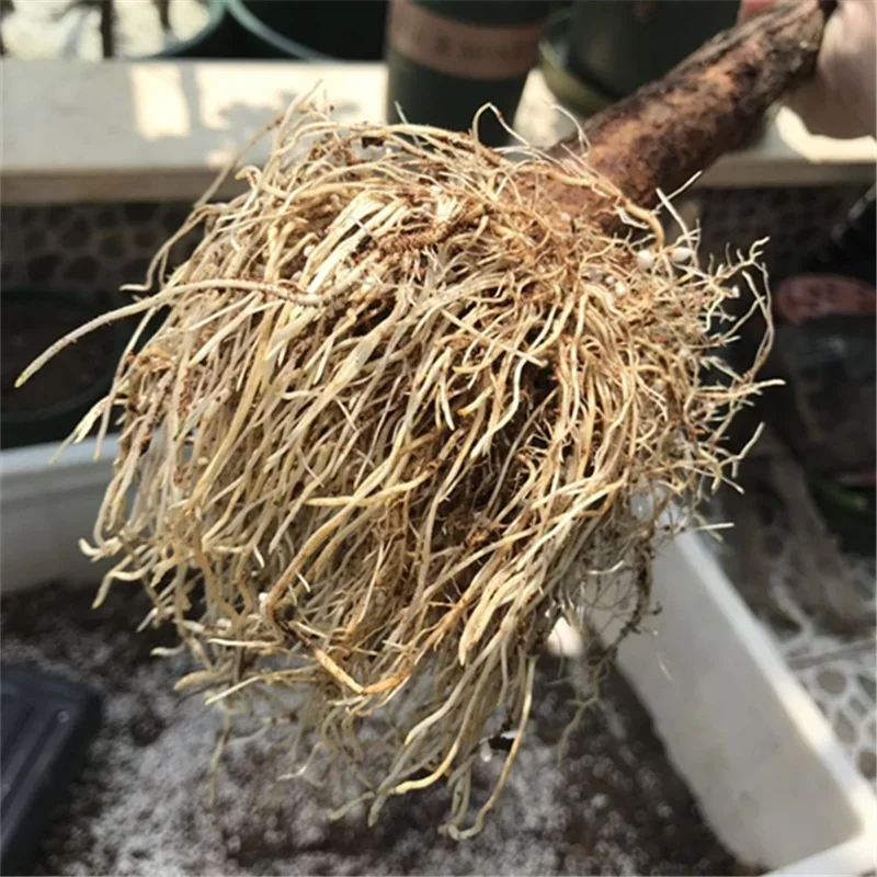 10g Quickly Rooting Powder Hor - огляд і ціна Rooting Hormone Powder