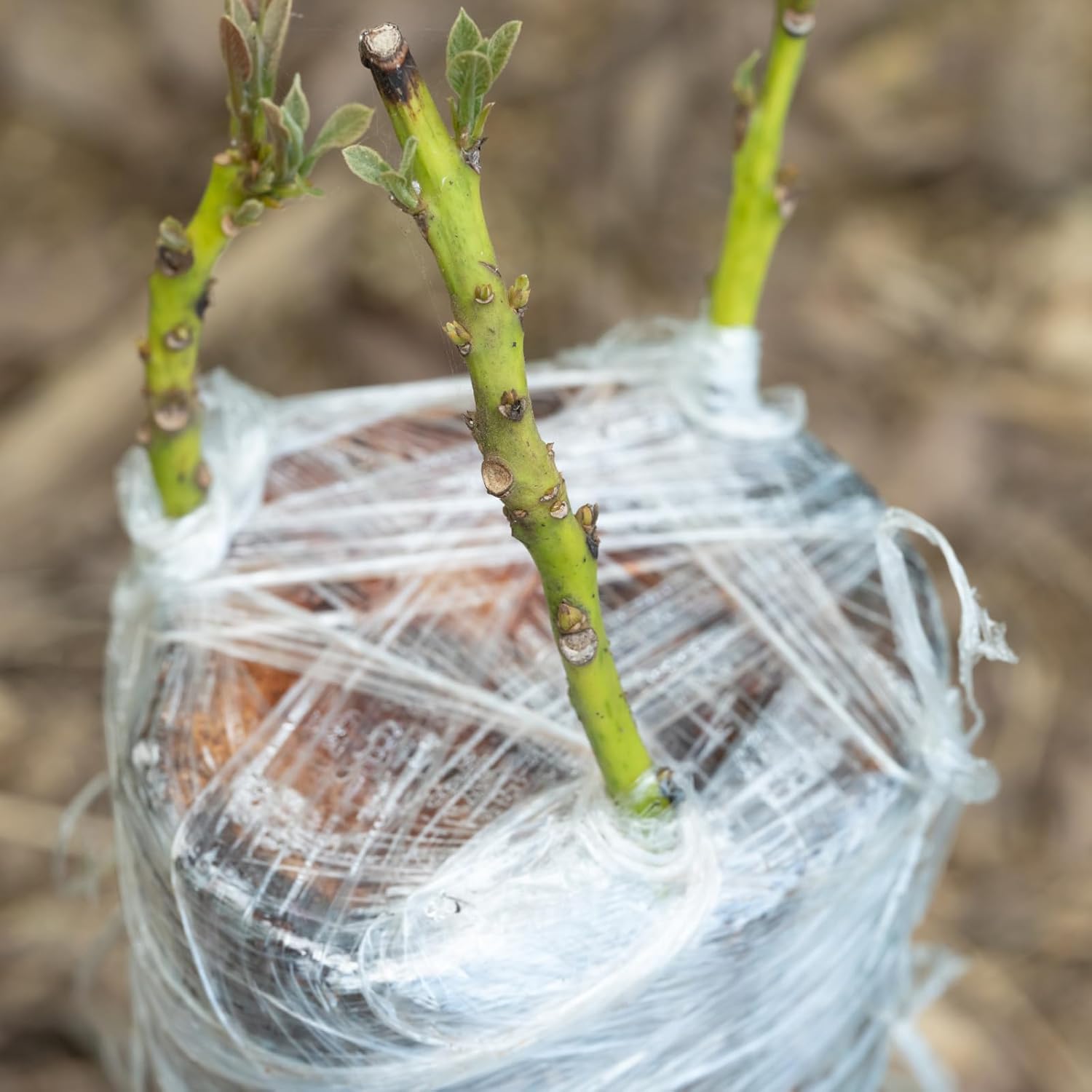 Eco-Friendly Biodegradable Gra - огляд і ціна Rooting Hormone Powder